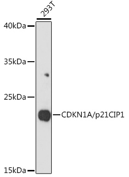 Anti-CDKN1A/p21CIP1 Antibody (CAB1483)