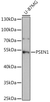 Anti-PSEN1 Antibody (CAB2187)