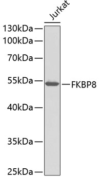 Anti-FKBP8 Antibody (CAB1268)