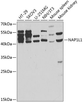 Anti-NAP1L1 Antibody (CAB2769)