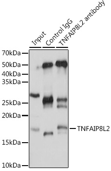 Anti-TNFAIP8L2 Antibody (CAB13698)