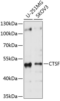 Anti-CTSF Antibody (CAB10469)