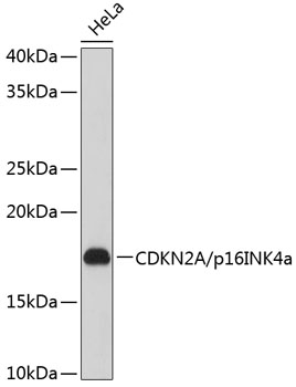 Anti-CDKN2A/p16INK4a[KO Validated] Antibody