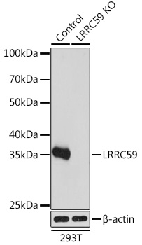 Anti-LRRC59 Antibody [KO Validated] (CAB17178)