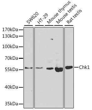 Anti-Chk1 Antibody (CAB7653)