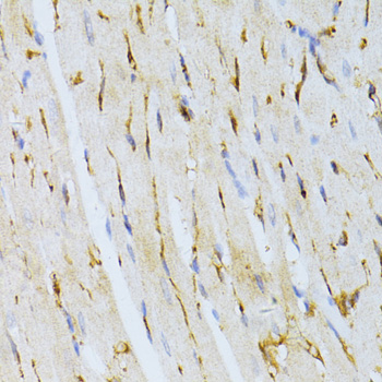 Anti-DBH Antibody (CAB2711)