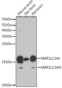 Anti-MAP1LC3A Antibody (CAB11438)