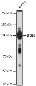 Anti-ITGB3 Antibody (CAB2542)