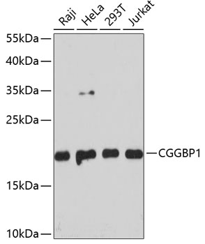 Anti-CGGBP1 Antibody (CAB4231)