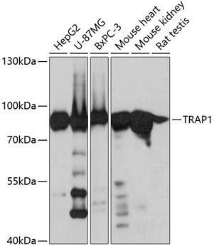 Anti-TRAP1 Antibody (CAB2748)