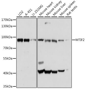 Anti-MTIF2 Antibody (CAB16402)