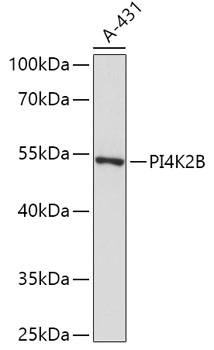 Anti-PI4K2B Antibody (CAB17719)