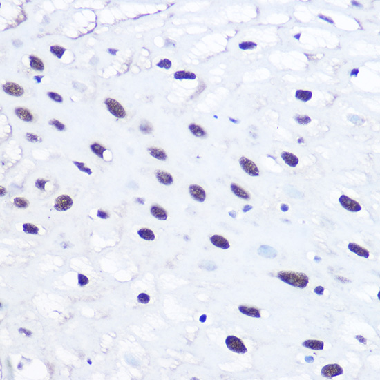 Anti-53BP1 Antibody (CAB5757)