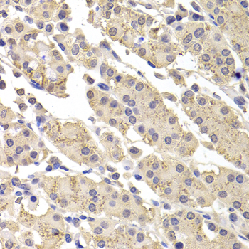 Anti-DFFA Antibody (CAB12431)