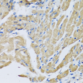 Anti-CRHBP Antibody (CAB6568)