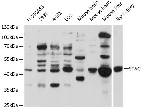 Anti-STAC Antibody (CAB15319)