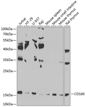 Anti-CD160 antigen Polyclonal Antibody (CAB8189)