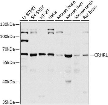 Anti-CRHR1 Polyclonal Antibody (CAB8409)