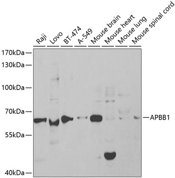 Anti-APBB1 Antibody (CAB1944)