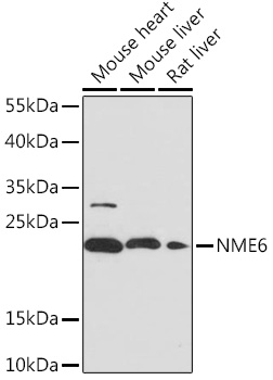 Anti-NME6 Antibody (CAB14388)