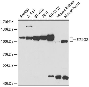 Anti-EIF4G2 Antibody (CAB2897)