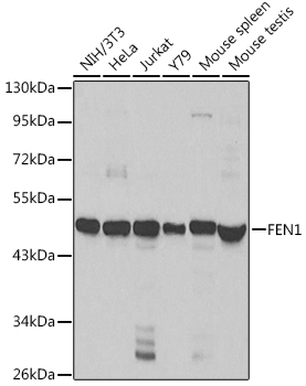 Anti-FEN1 Antibody (CAB1175)
