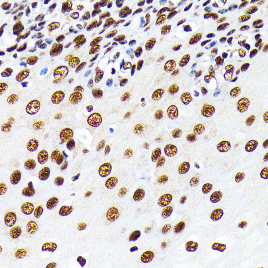 Anti-HuR / ELAVL1 Antibody [KO Validated] (CAB19622)