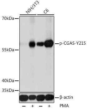 Anti-Phospho-CGAS-Y215 Antibody (CABP0946)