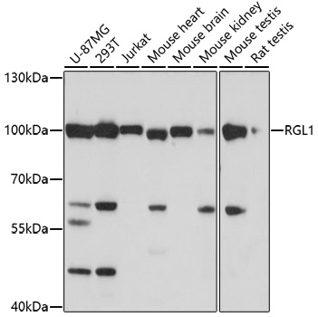 Anti-RGL1 Antibody (CAB17105)