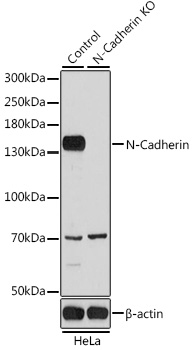 Anti-N-Cadherin Antibody [KO Validated] (CAB3045)