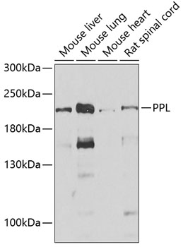 Anti-PPL Antibody (CAB6950)