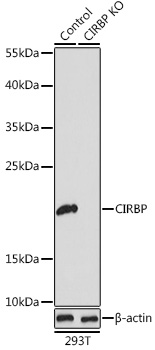 Anti-CIRBP Antibody [KO Validated] (CAB6559)