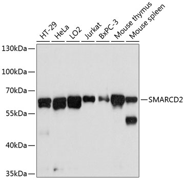 Anti-SMARCD2 Antibody (CAB12104)