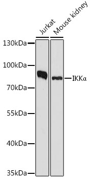 Anti-IKKAlpha Antibody (CAB2062)