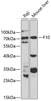 Anti-F10 Antibody (CAB1452)