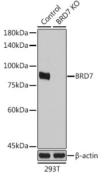 Anti-BRD7 Antibody [KO Validated] (CAB2308)