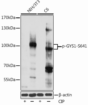 Anti-Phospho-GYS1-S641 pAb (CABP0877)