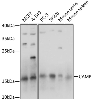 Anti-CAMP Antibody (CAB15653)