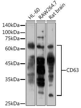 Anti-CD63 Antibody (CAB5271)