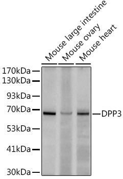 Western blot analysis of extracts of various cell lines, using at 1:500 dilution. Secondary antibody: HRP Goat Anti-Rabbit IgG (H+L) at 1:10000 dilution. Lysates/proteins: 25ug per lane. Blocking buffer: 3% nonfat dry milk in TBST. Detection: ECL Enhanced Kit. Exposure time: 180s.