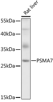 Anti-PSMA7 Antibody (CAB4052)