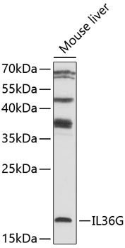 Anti-IL-36G Antibody (CAB10165)