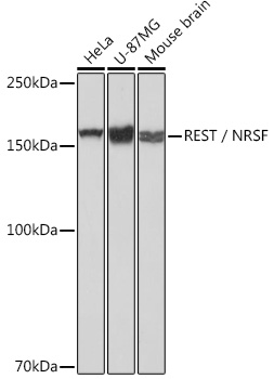 Anti-REST / NRSF Antibody (CAB2415)