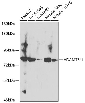 Anti-ADAMTSL1 Polyclonal Antibody (CAB8073)