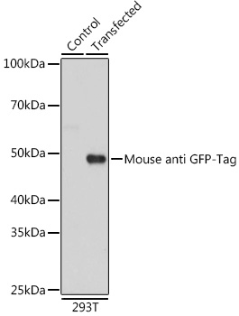 Anti-Mouse anti GFP-Tag Monoclonal Antibody (CABE072)