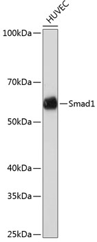 Anti-Smad1 Antibody [KO Validated] (CAB19113)