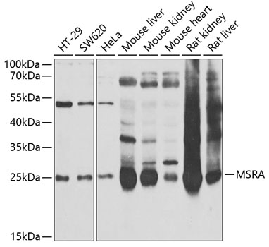 Anti-MSRA Antibody (CAB6389)