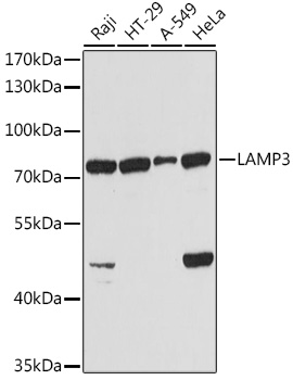 Anti-LAMP3 Antibody (CAB2895)