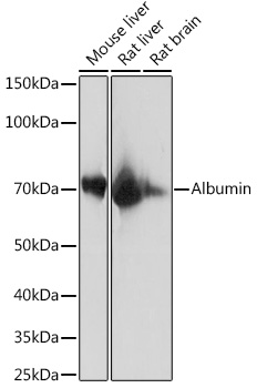 Anti-Albumin Antibody