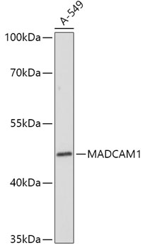 Anti-MADCAM1 Antibody (CAB17017)